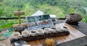 Coffee-Agrotourism-in-bali-