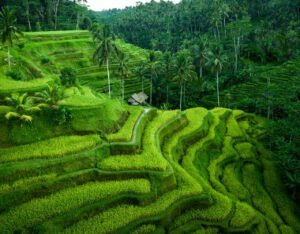 Tour package Bali family trips bali_0002_DJI_0910-3