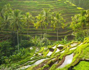 Tour package Bali family trips bali_0003_Tegallalang-GettyImages-515480864