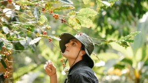 Bali cofee plantation 1600 x900