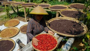 Bali cofee plantation 1600 x900