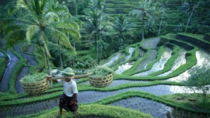 Tegalalang Rice Terrace