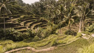 Tegalalang rice 1600 x 900